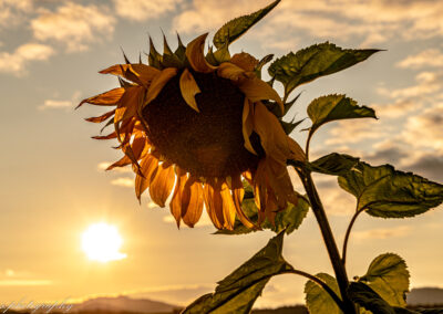 Sunflower goldene Stunde