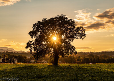 Sunflower goldene Stunde