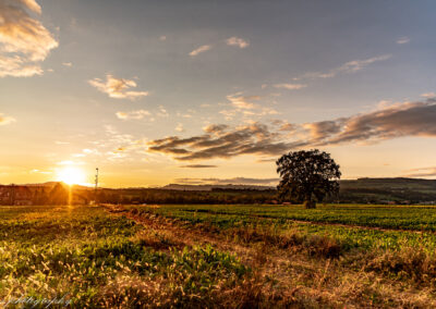 Kiesen goldene Stunde